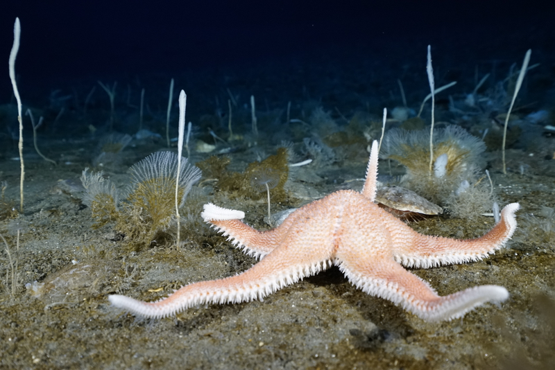 A sea star living on the Antarctic seafloor. Photo Courtesy Peter Marriott